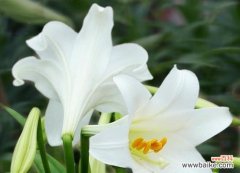 探索百合花所代表的美好与祝福 香水百合花语和寓意的解析