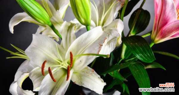 探索百合花所代表的美好与祝福 香水百合花语和寓意的解析