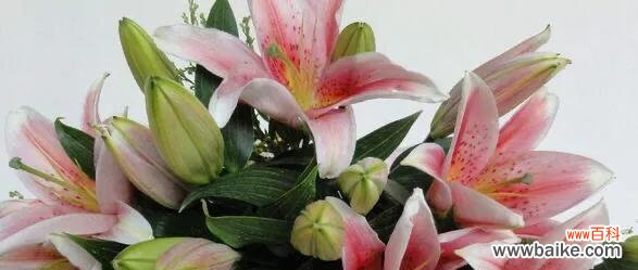 探索百合花所代表的美好与祝福 香水百合花语和寓意的解析