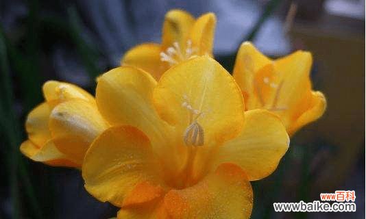 花开冬日 香雪兰花语与寓意