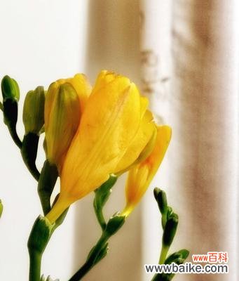 花开冬日 香雪兰花语与寓意