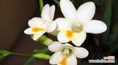 花开冬日 香雪兰花语与寓意