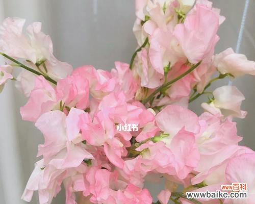 传承百年魅力 以香碗豆花语——品味传统，感受文化