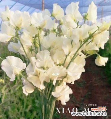 传承百年魅力 以香碗豆花语——品味传统，感受文化