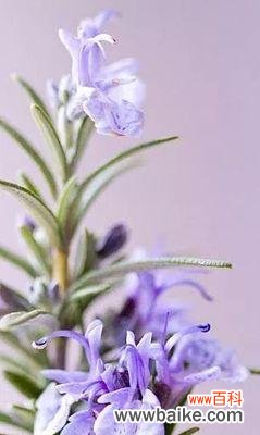 传承百年魅力 以香碗豆花语——品味传统，感受文化