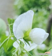 揭开香豌豆的神秘面纱 香豌豆花语解读