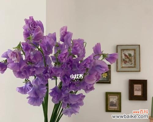 揭开香豌豆的神秘面纱 香豌豆花语解读