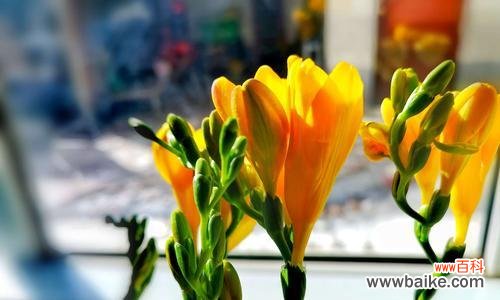 揭秘香雪兰花语的内涵与象征 香雪兰花语解读