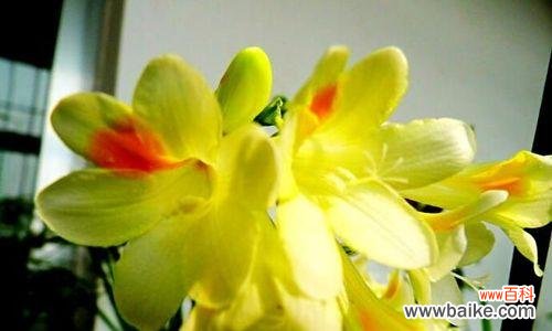 揭秘香雪兰花语的内涵与象征 香雪兰花语解读