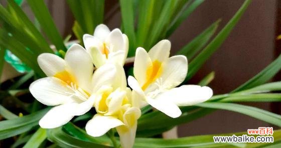 探寻香雪兰的含义与神话传说 以香雪兰花语与传说