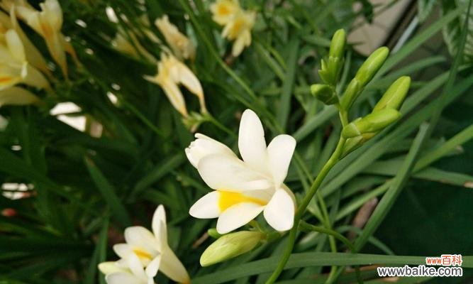 探寻香雪兰的含义与神话传说 以香雪兰花语与传说