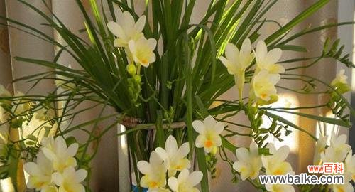 探寻香雪兰的含义与神话传说 以香雪兰花语与传说