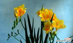 花开寒冬之际 香雪兰花语——传递爱与祝福的花卉语言