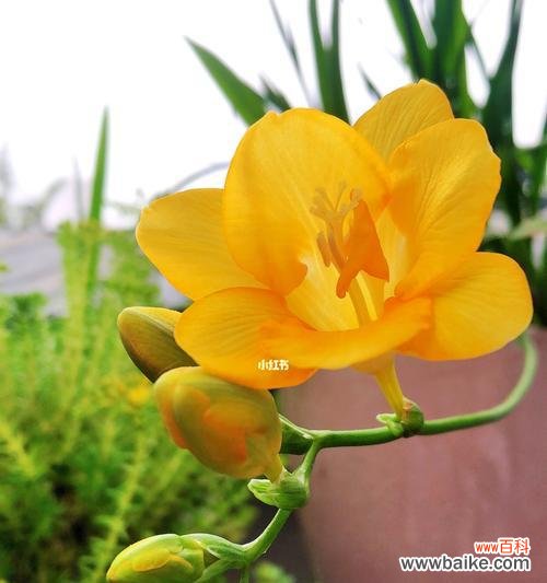 花开寒冬之际 香雪兰花语——传递爱与祝福的花卉语言