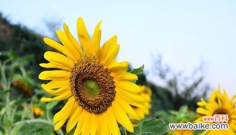 探寻向日葵的象征意义及其文化内涵 向日葵的花语与寓意