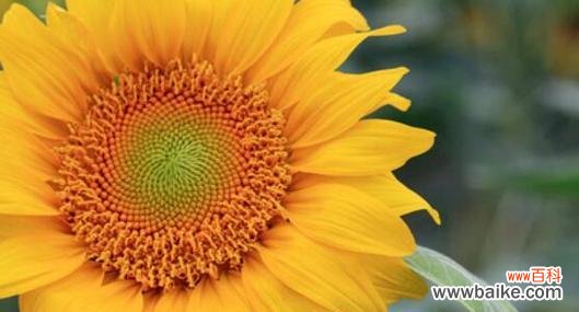 探寻向日葵的象征意义及其文化内涵 向日葵的花语与寓意