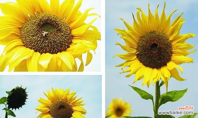 探寻向日葵的丰富内涵 向日葵