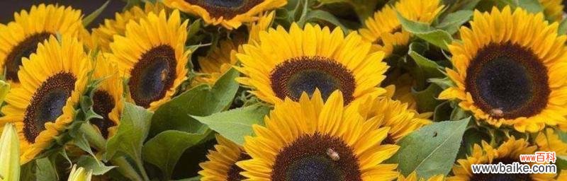 阳光 向日葵的象征意义及其意蕴解读