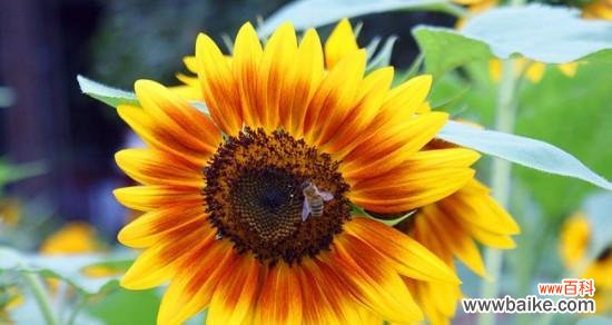 阳光 向日葵的象征意义及其意蕴解读