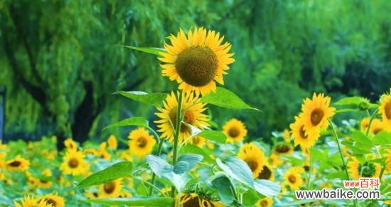 探寻向日葵背后的含义 向日葵的象征意义与启示