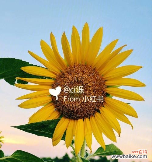 探索向日葵的象征与心灵寓意 向日葵的花语与意义