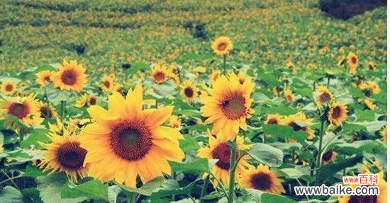 探索向日葵的象征与心灵寓意 向日葵的花语与意义