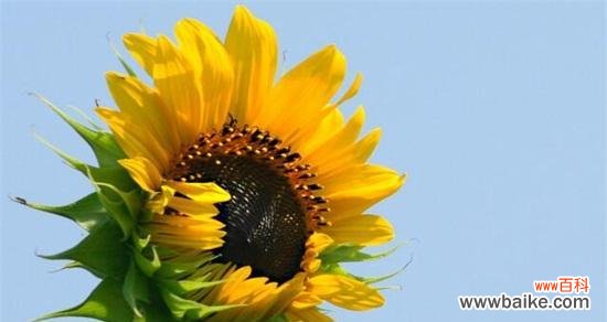 探寻向日葵的花语和寓意 向日葵的花语与寓意——阳光与希望的象征