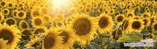 探寻向日葵的花语和寓意 向日葵的花语与寓意——阳光与希望的象征