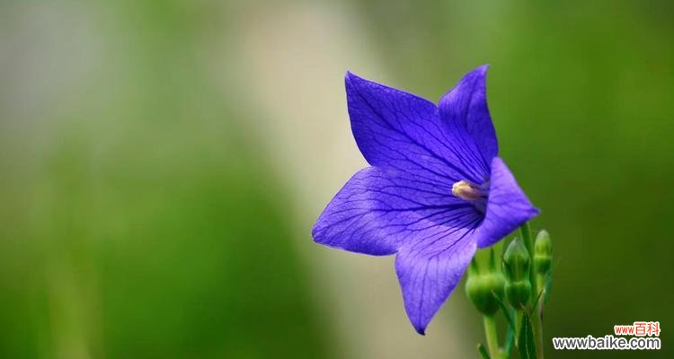 康乃馨花语的含义及其在人际关系中的重要性 以康乃馨花语“陪伴一生”的主题