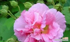 探寻友谊之花的花语与意义 友谊花海中的陪伴之花