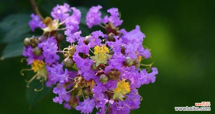玫瑰花语的意义及传承 探寻偏爱的花语之玫瑰的情愫