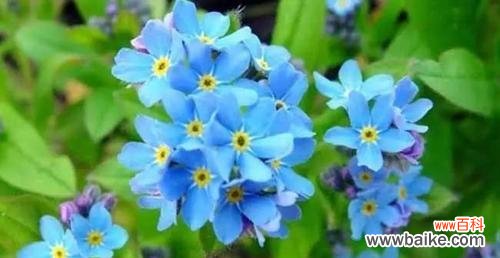 倾诉花语下的痴迷情愫 以牡丹花的花语揭示偏执的爱