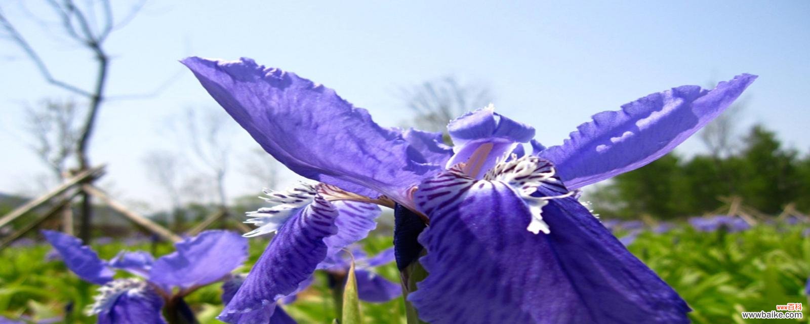 倾诉花语下的痴迷情愫 以牡丹花的花语揭示偏执的爱