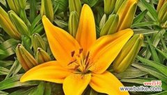 白色百合 白色百合，平安归来的象征