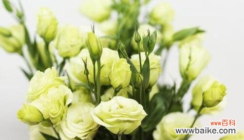 平安喜乐的花语-桃花传递的美好祝福 以桃花的花语为主题的文章