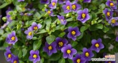 寓意重逢与和解的美丽鲜花 破镜重圆-以何种花的花语为主题的文章