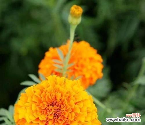 百合花的花语揭示了生活中的奇迹与希望 奇迹的花语——以百合花为主题的花语传说