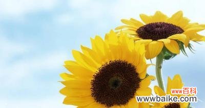 展示阳光坚毅与爱的力量 向日葵的寓意与象征