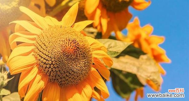 展示阳光坚毅与爱的力量 向日葵的寓意与象征