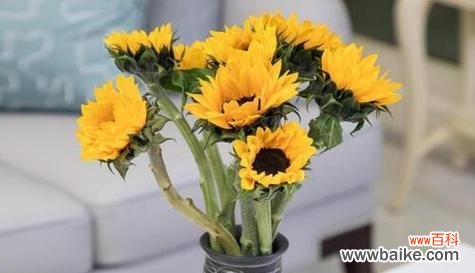 阳光的象征与忠诚的表达 向日葵花的寓意与花语