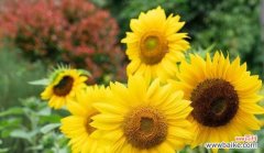 以向日葵为主题的寓意及象征意义探析 向日葵的寓意——阳光与希望