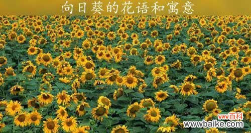 探索向日葵的秘密 向日葵花语的意义及象征