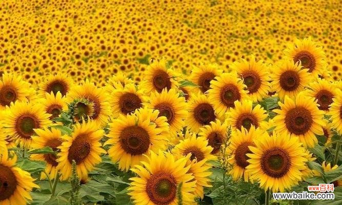 探索向日葵的秘密 向日葵花语的意义及象征