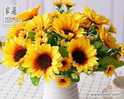 向日葵花的美丽与坚韧 向日葵花的寓意与象征意义