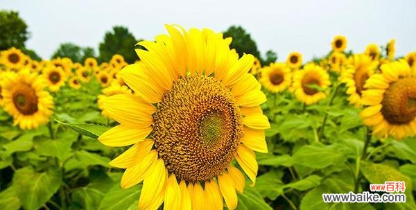 以向日葵为载体 向日葵