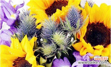 探寻向日葵花语 向日葵花语之光明与希望