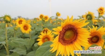 探寻向日葵花语 向日葵花语之光明与希望