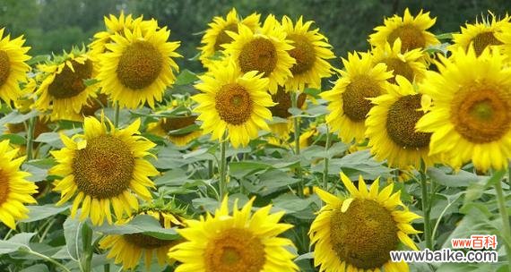 探寻向日葵花语 向日葵花语之光明与希望