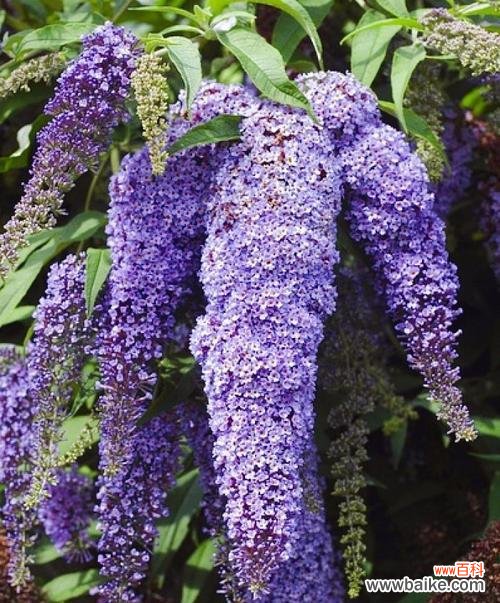 向日葵 热爱无尽——以向日葵花语为主题的文章