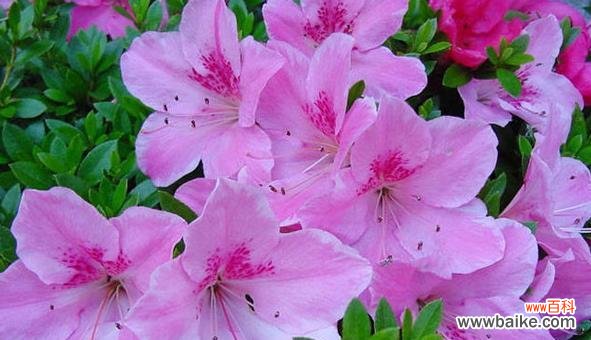 红玫瑰的花语及其象征的热烈的爱 热烈的爱之花——红玫瑰